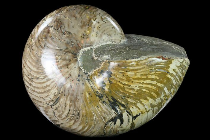 Polished Fossil Nautilus (Cymatoceras) - Madagascar #127145